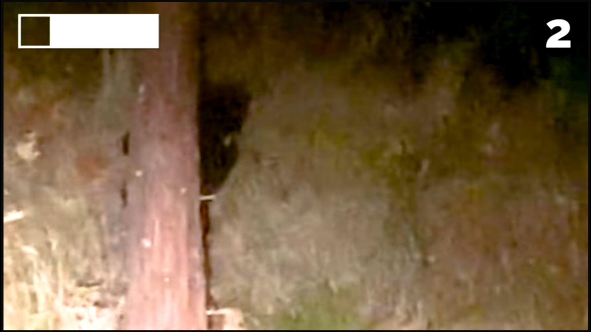 Sir Spooks-Featuring TikTok CarolLeAnn-Shadowy figure apparition peeking out behind the tree