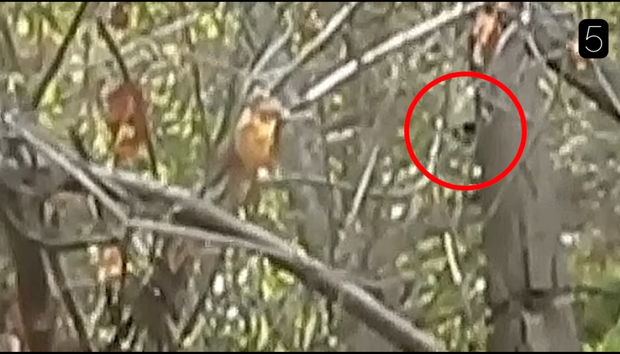 In an enhance video image, Sir Spooks tells a story of an individual horseback riding. The person videos this entity hiding behind the tree, and spooks the horse to a stop.