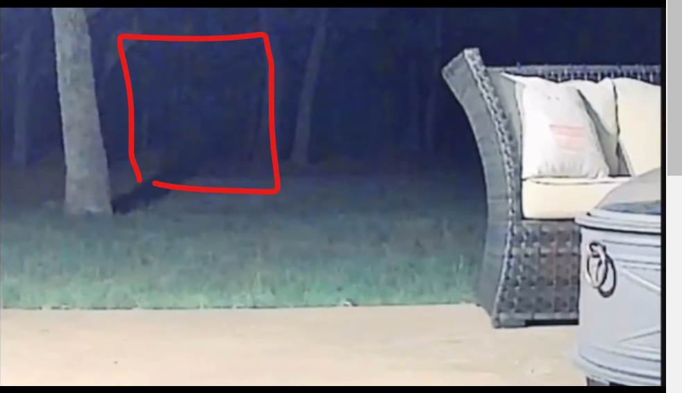 An outdoor security camera caught what appears to be a translucent entity walking in the woods.